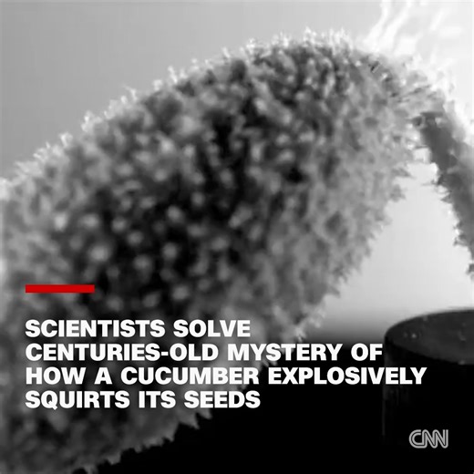 Squirting cucumbers blast their seeds over distances hundreds of times their length, and now scientists say they have found the secret to how the plants do it. https://cnn.it/3Ovy45T | CNN International