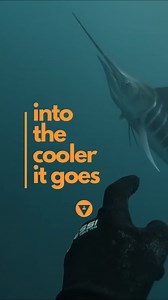 794K views · 7.1K reactions | Not today. ⠀#alchemyfins #alchemyS #alchemyspearfishing #alchemy #teamalchemy #carbonfins #carbon #bifins #spearfish #spearfishing #deepbluewater #bluewater #spearfishing_international #speargun #spearguns #spearo #spearfishing_worldwide #pescasub #spearfishinglife #spearfishing_extreme #spearfishingworld #underwaterphotography #freediving #onebreath #dive #fishing | Alchemy Spearfishing | Facebook