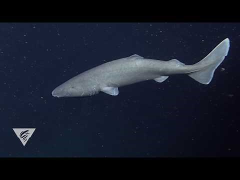 The Pacific Sleeper Shark doesn't want you to sleep through shark week