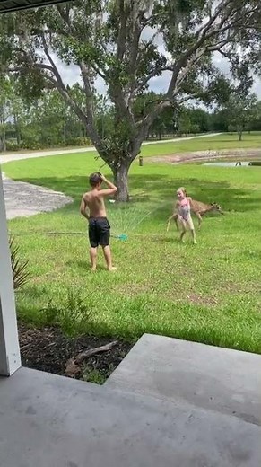 Deer plays in sprinkler with some kids