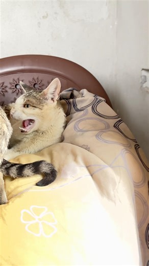 kitten meowing to attract cats