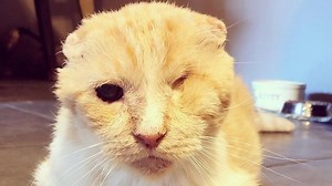 Woman responds to husband bringing home neglected one-eyed cat | GeoBeats Animals