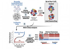Researchers identify genes that predict pediatric AML outcomes »  Physiological Sciences » College of Veterinary Medicine » University of Florida