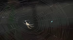 蜘蛛 网络 蛛网 - Free video on Pixabay