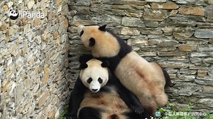 56K views · 2K reactions | This panda is so persevering. No matter how much pressure there is on its back, it will never give up. Watch full video here: https://youtu.be/DVJbpiaw4xY All history episodes of Panda Billboard: https://goo.gl/y84WDY #CCRCGP #PandaBillboard For more panda information, please check out: https://en.ipanda.com | iPanda | Facebook