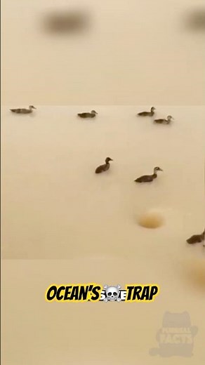 What Happens If You Fall Into a Whirlpool?