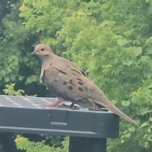 Why Do Doves Bob Their Heads Like This? #Birds #MourningDove #shorts #shortsfeed #cuteanimals