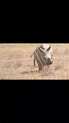 Imara In Swahili, this name means strong - conveying qualities of resilience, determination and unwavering spirit. And this is the perfect name given by our rhino monitor to Impi's little sister. Just like Impi and their mom, Manala, this little girl has spirit by the dozens. This little video clip shows exactly that, 5 month old Imara "protecting" her yummy pellets against mom's dinner guests. **We have been experiencing very windy days at the onset of spring, please excuse this noisy but adora