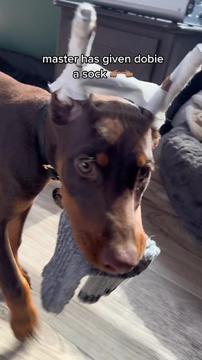 Dobby the Doberman in Maleficent Costume | Puppy Costume Fun