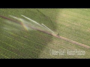 Irrigation d'une production de semences de maïs hybride