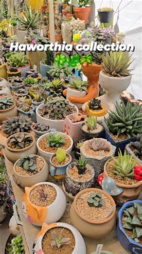 Haworthia collection 🪴🌿☘️ #bikolanahardinera #garden #fblifestyle #haworthia #plantsmakepeoplehappy #succulents | Bikolanahardinera