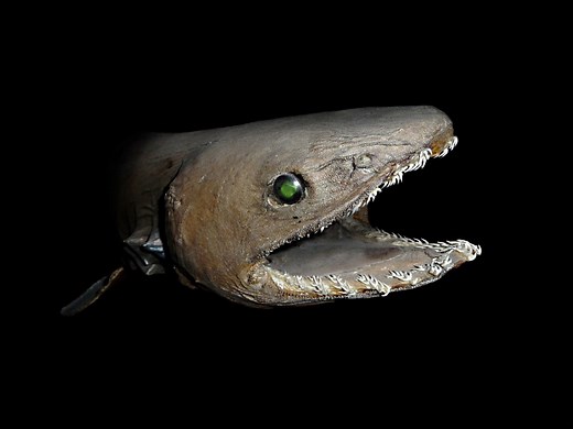 Frilled Shark Facts: A Strange and Fascinating Deep-Sea Fish