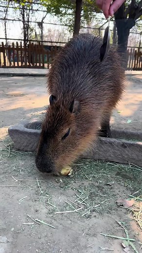 Really angry#capybara #loveyou #fyp #healingtiktok
