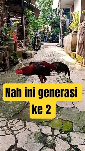 abrax junior generasi ke 2 #ayambangkok #pakhoy #ayammangon