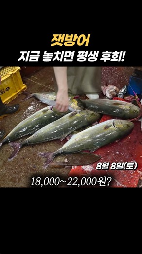 Massive Supply, Price Slash! Live Fish Market Prices at Noryangjin Fisheries Wholesale Market Ear...
