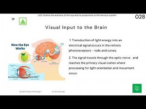 Understanding Visual and Auditory Processing A Comprehensive