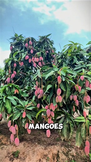 The Secret to Getting More Mangoes 😱