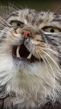 Pallas’s Cat: The Original Grumpy Cat #WildCats #Cats #Animals #Shorts
