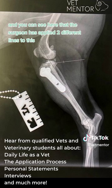 Xray Walkthrough Pt 3 #vetschool #vetstudent #dogxrays #vetfacts #vetmentor @Vet Mentor @Vet Mentor