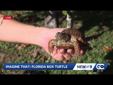 Thinking outside of the box (turtles) with IMAG