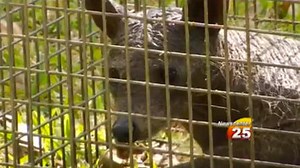 A Texas couple is convinced they've captured a real-life chupacabra