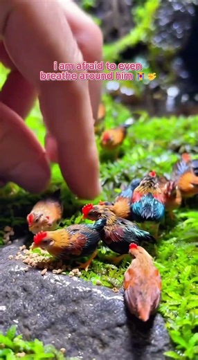 meet the smallest chicken in the world 🐥#shorts #cute #cuteanimals #chicken #animals