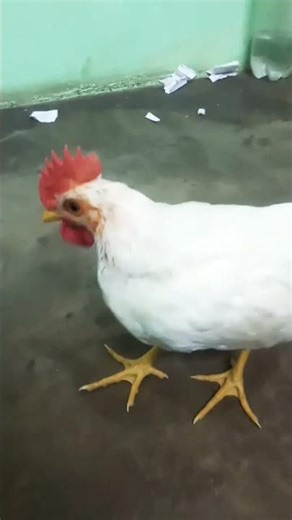 murga fight # fighter murgas 01#