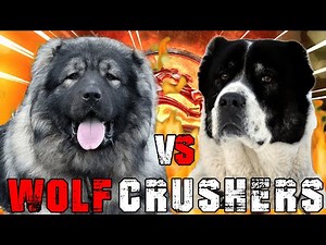 Caucasian Shepherd vs Alabai | Caucasian Shepherd vs Central Asian Shepherd | Billa Boyka |