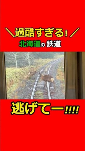 [Danger] JR Hokkaido train trips are full of deer! Near collisions! A brutal local train journey!...