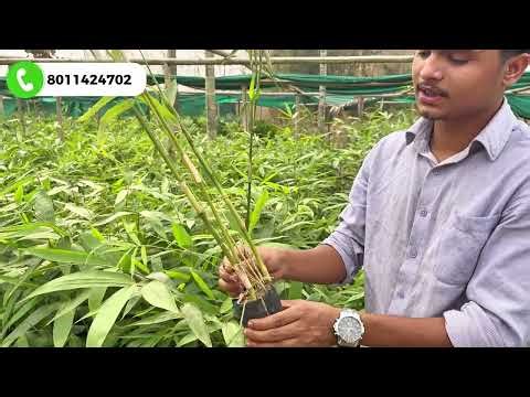 Bamboo Plants for Sale | Cheapest Price in India | Bamboo Nursery