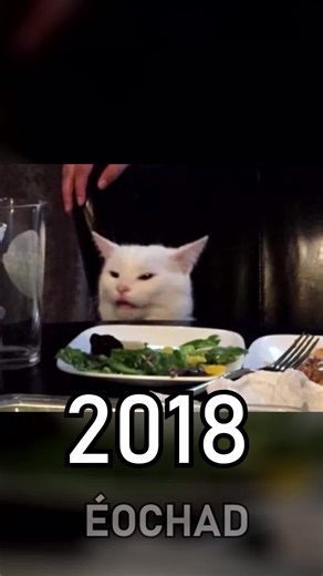 Os gatinhos dos memes hoje em dia #edit #fyp #humor