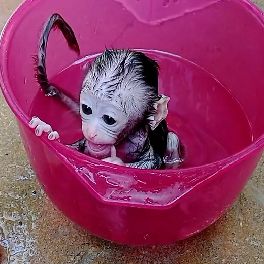 The tiny baby feeling extra cool in mine #monkeys | Update Monkeys