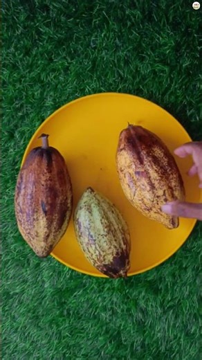 Cacao beans fermentation process at home | bean to bar #chocolate #beantobar #shorts