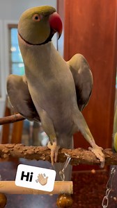 77K views · 3.9K reactions | Beaker tries his best to seduce Tinkerbell! #couple #couplegoals #romance #jazz #kisses #love #talkingbird #talkingparrot #cuteanimals #funnyanimals #birdsofinstagram #parrotsofinstagram | Beakybeaker | Facebook