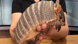 Wild Wednesday: Screaming hairy armadillo