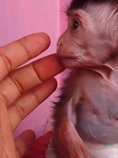 Dad’s Gentle Voice Calms Baby Monkey — Why Won’t He Look?