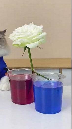 It's fluffy Puffy with some beautiful spring craft ideas! #thatlittlepuff #catsofyoutube
