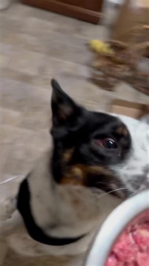 When we have daycare guests here for meal times, it’s so nice when they know the same rules! Here is Apollo having his dinner time with me! He is always so happy and excited to be fed and is the cutest boy when he’s told to wait for his dinner. He also got some blueberries 🥰 Apollo is fueled by One Paw Raw Food ☺️ https://onepawdogtrainer.com/shop.html#!/RawChoice-Dog-and-Cat-Food/c/183959543 | One Paw at a Time