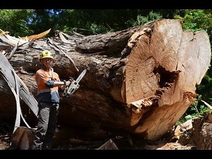 Tree Work Of 2014 drone filming