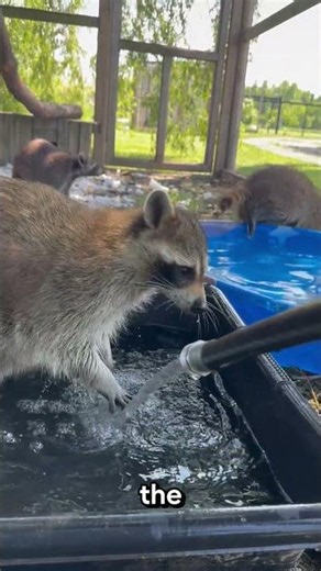 Raccoons Don't Wash Their Food 😳🦝