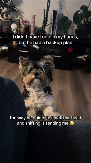 Hilarious Dog Antics: A Little Biewer Terrier's Charm
