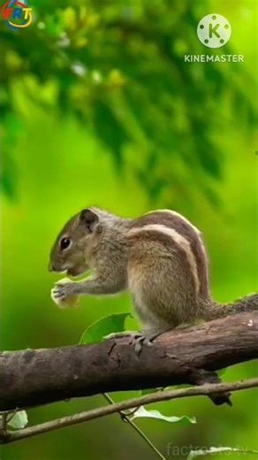 छोटी सी गिलहरी का बड़ा कमाल | The Great Feat of A Little Squirrel. #squirrelmonkey #blindsquirrel