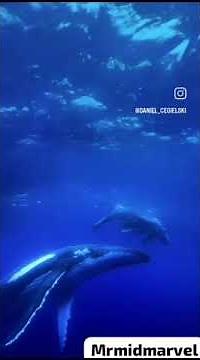 Mickey Mouse Clubhouse Full Episodes(1)