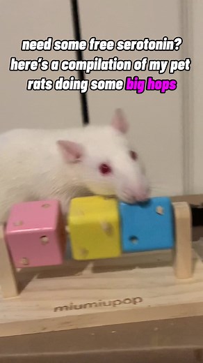 Hilarious Rat Moments: Watch Them Play and Laugh!
