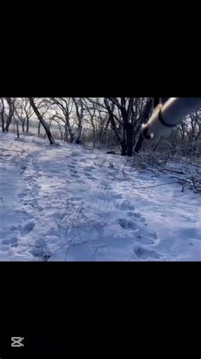 Running Wolf Hunting Its Prey… This Was Brutal #wolf #hunting #wildlife #animals #viral