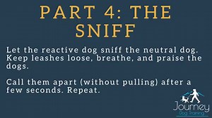 How to Fix Leash Aggression in Leash Reactive Dogs!