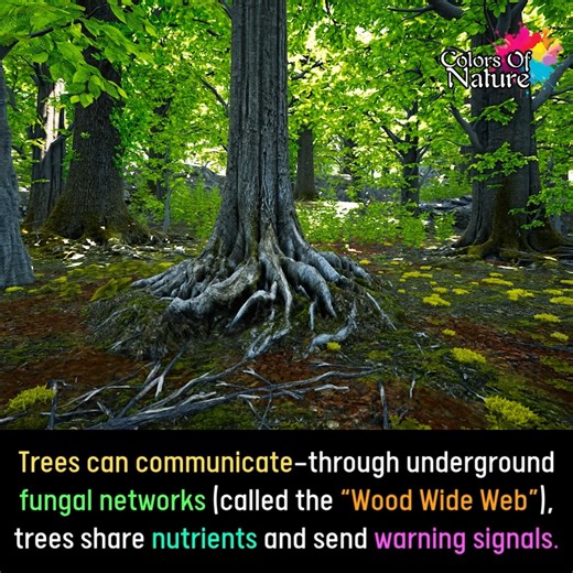 2.6K views · 31 reactions | Colors Of Nature on Reels | Facebook