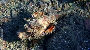 Devil scorpionfish (Scorpaenopsis diabolus) inhabits coral reefs of the Red Sea, it has very venomous fins, when cornered can attack