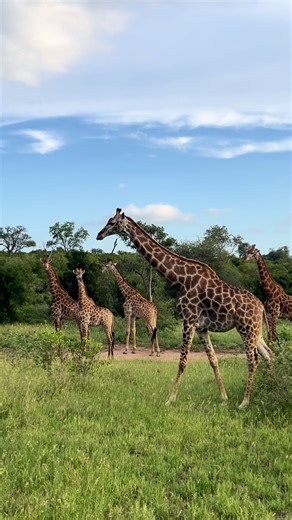 Explore the Majestic Giraffes of Kruger National Park