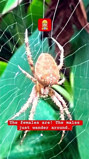 🕷️ Did you know Orb Weaver females are the web makers?